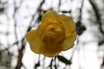 月季花