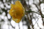 月季花