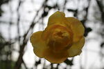 月季花