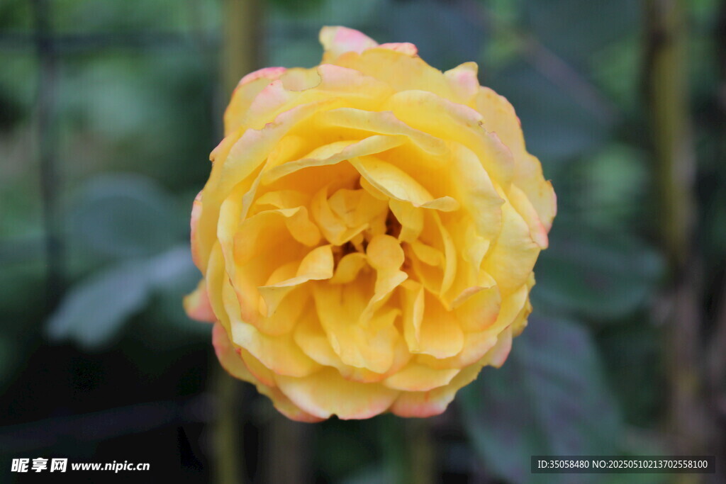 月季花