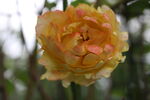 月季花