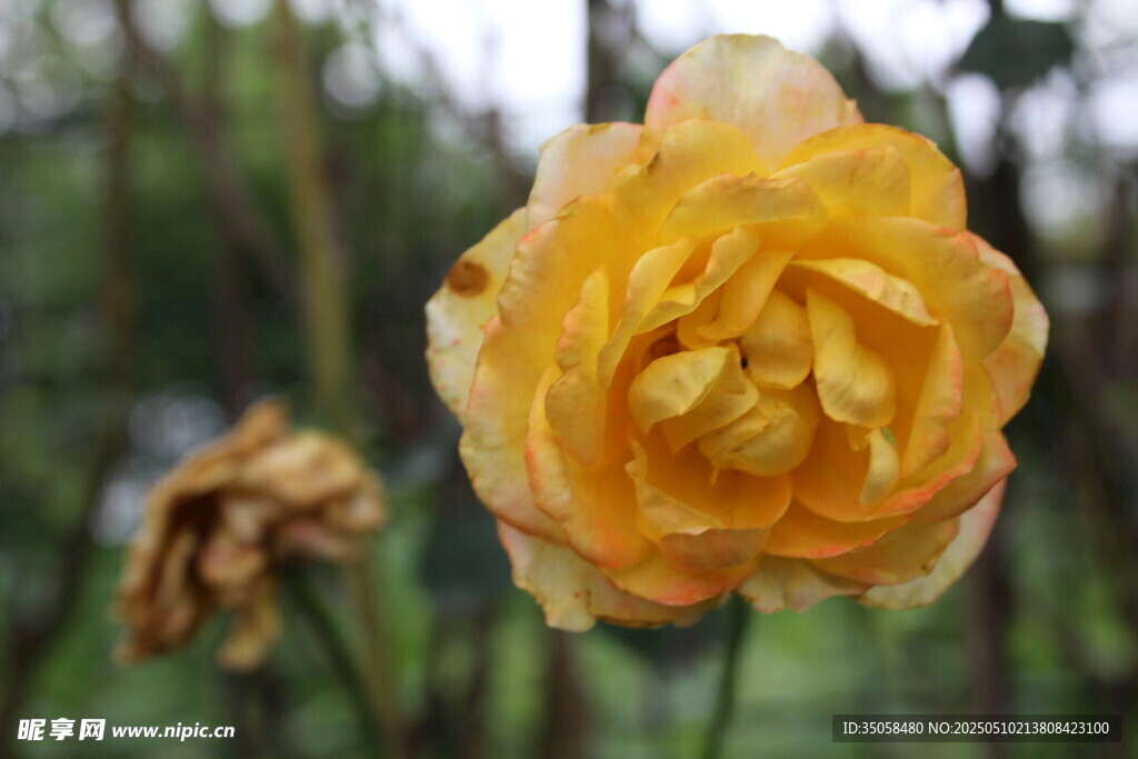 月季花