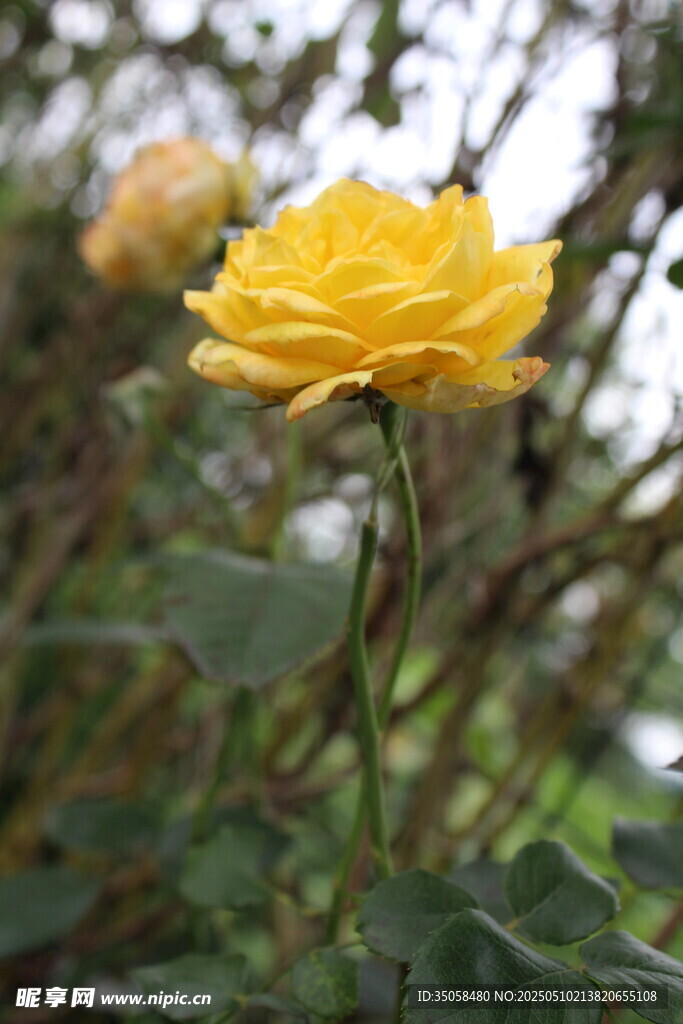 月季花