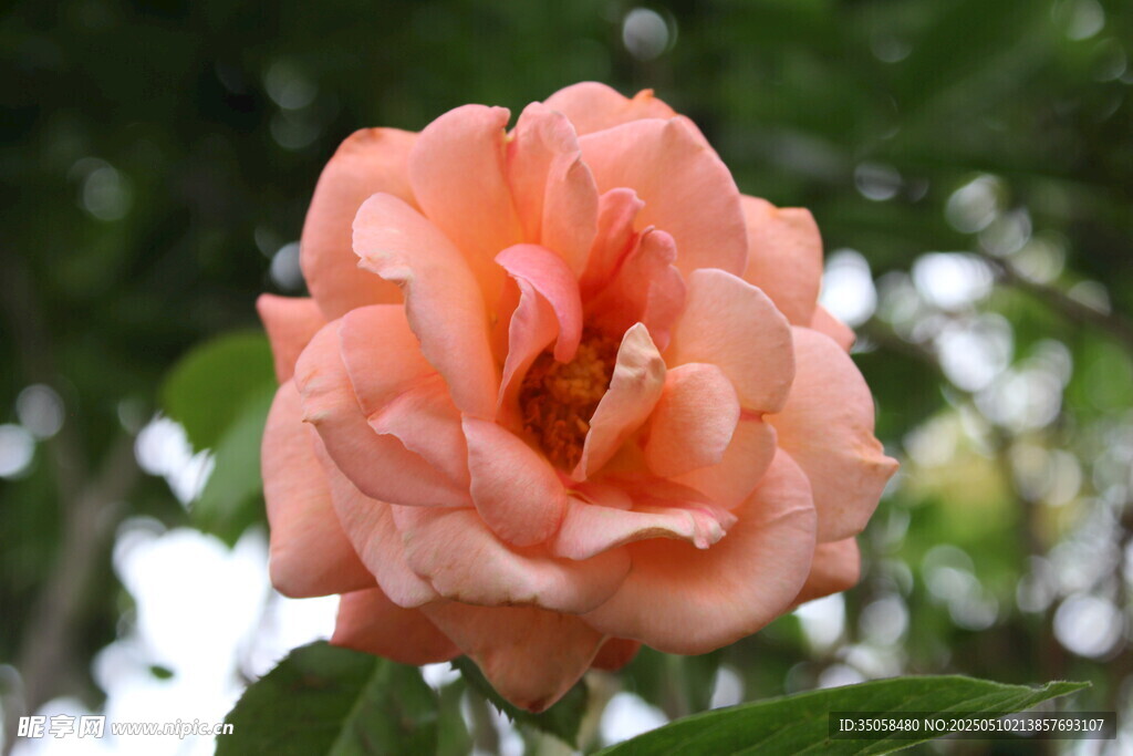 月季花