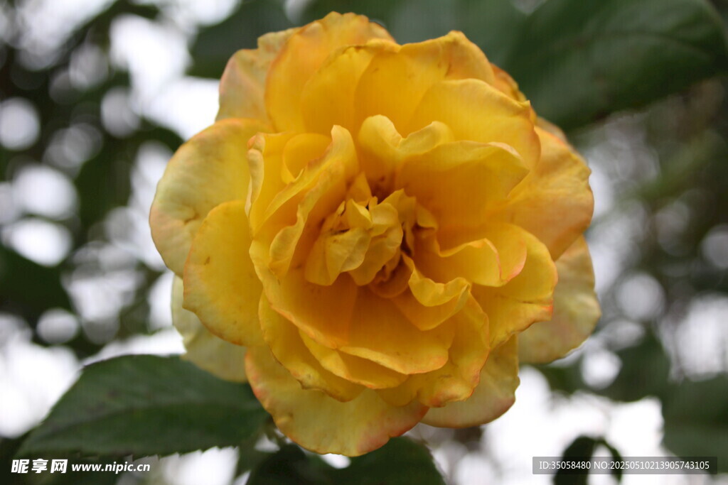 月季花