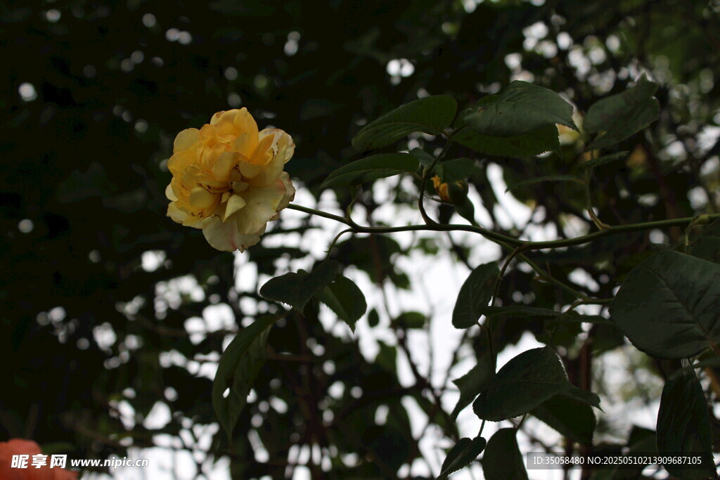 月季花