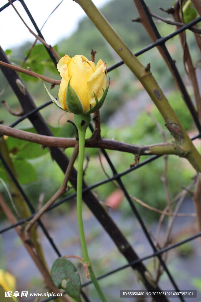 月季花
