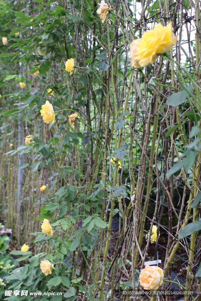 月季花