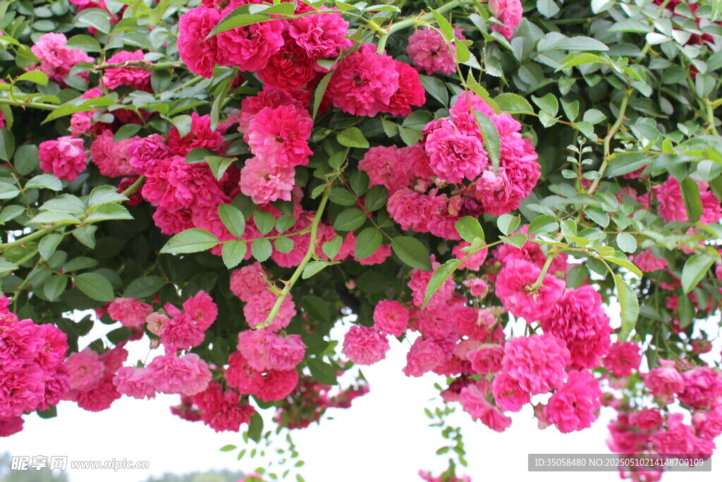 蔷薇花