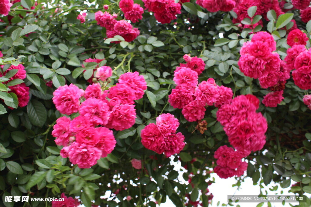 蔷薇花