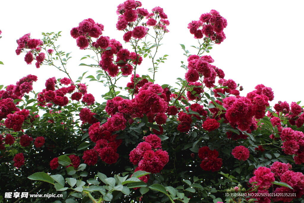 蔷薇花