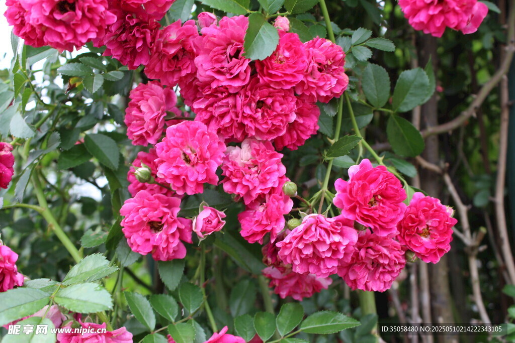 蔷薇花