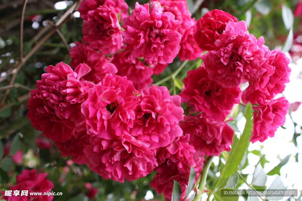 蔷薇花