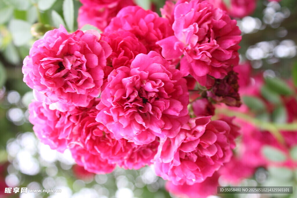 蔷薇花