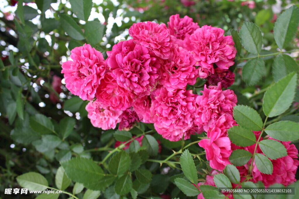 蔷薇花