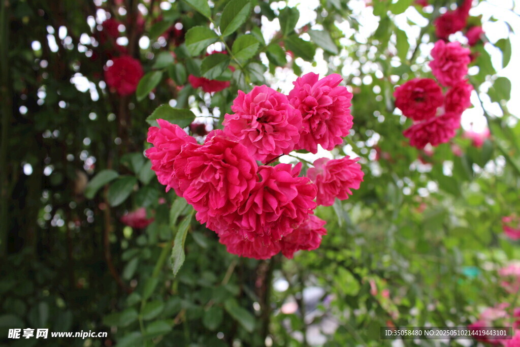 蔷薇花