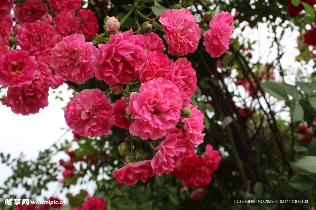 蔷薇花