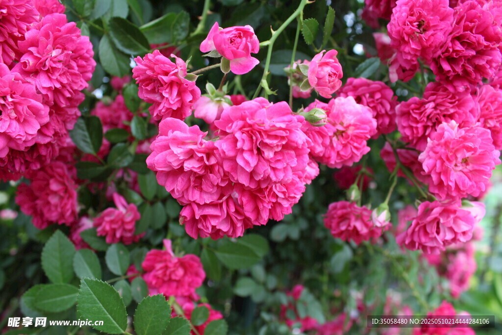 蔷薇花