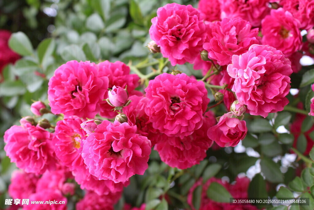 蔷薇花
