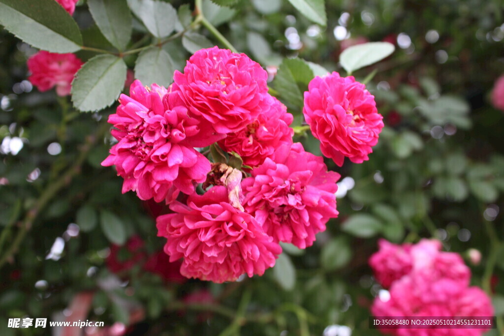 蔷薇花