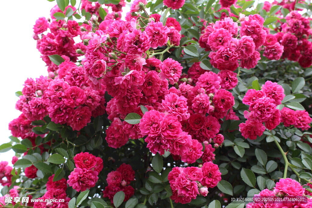 蔷薇花