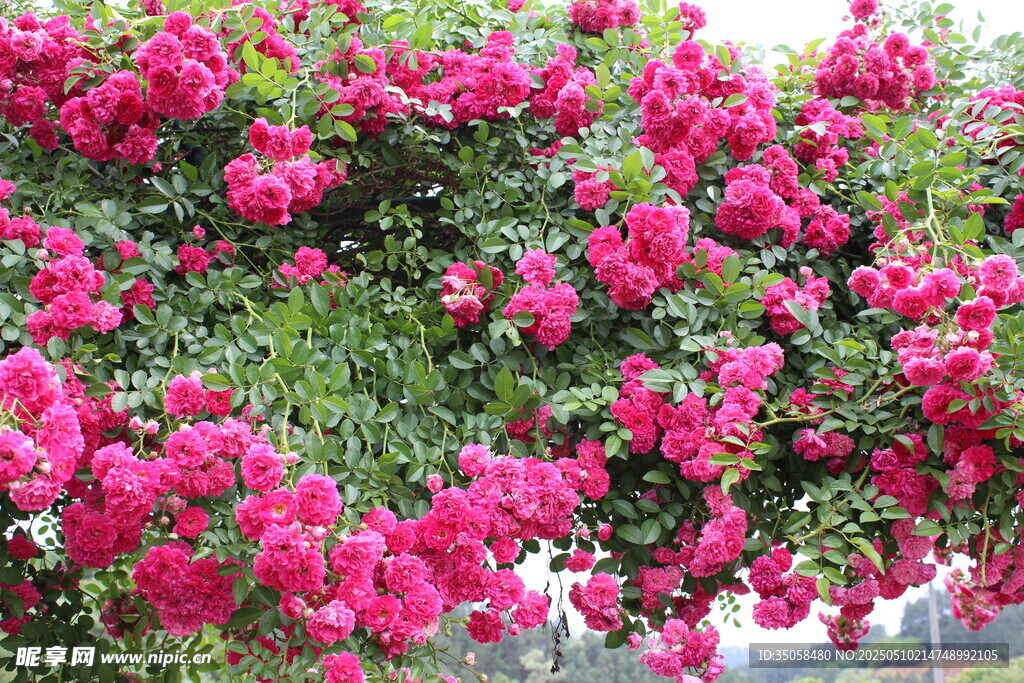 蔷薇花