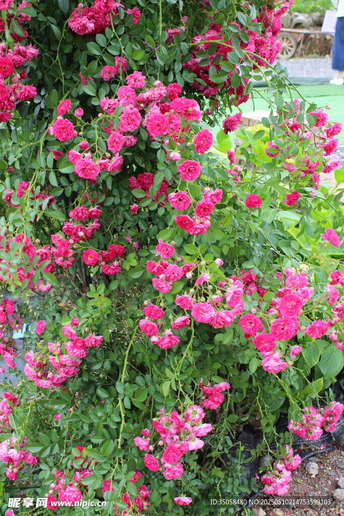 蔷薇花