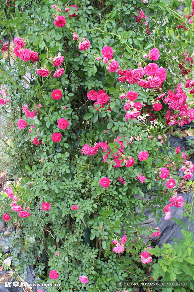 蔷薇花