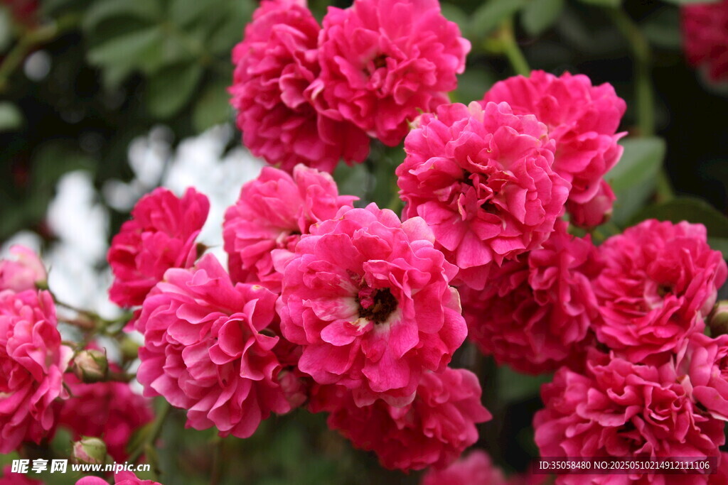 蔷薇花