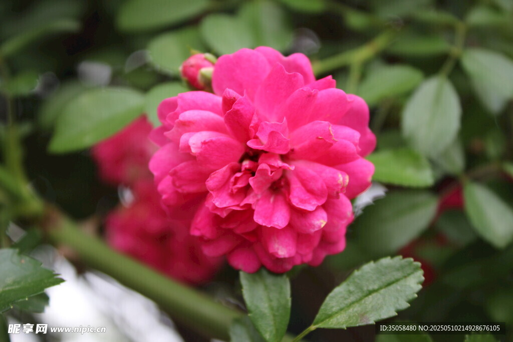 蔷薇花