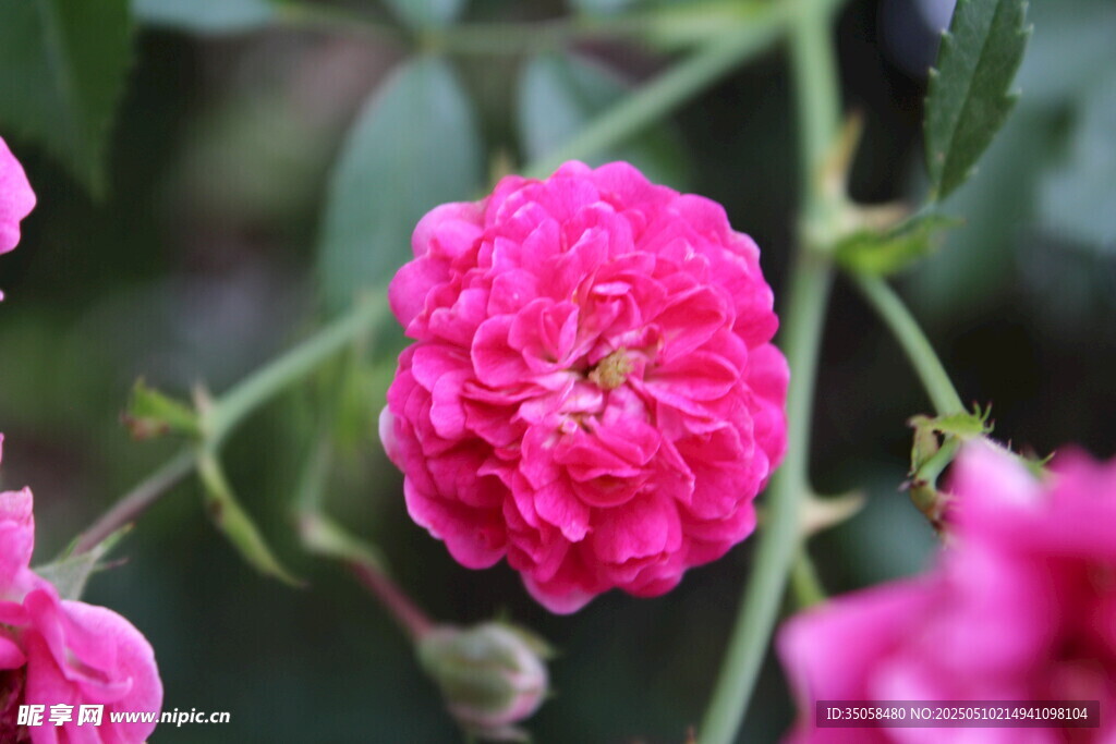蔷薇花