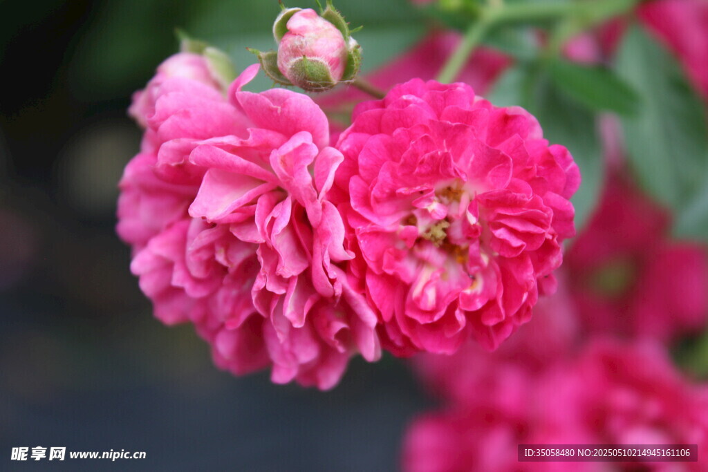 蔷薇花