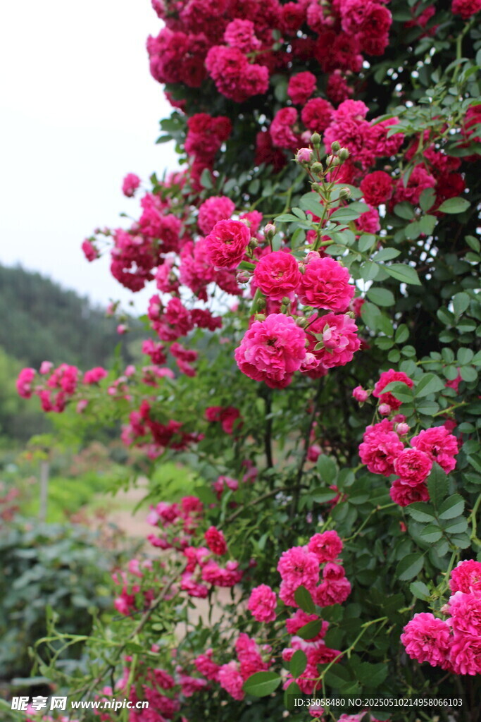 蔷薇花