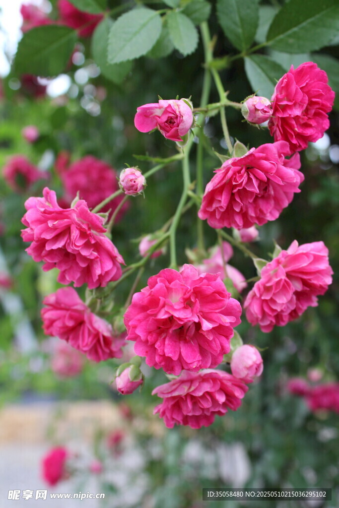 蔷薇花