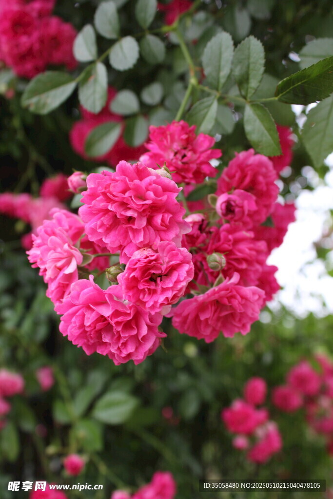 蔷薇花