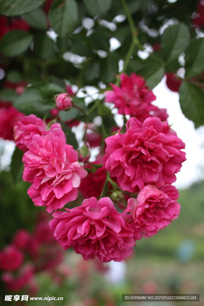 蔷薇花