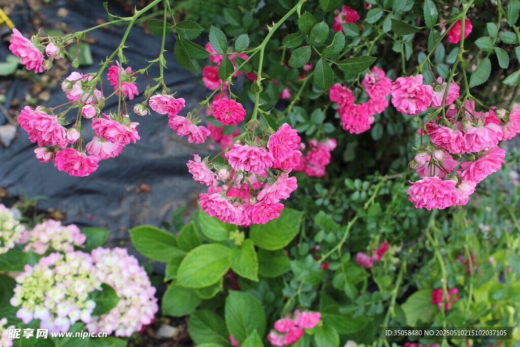 蔷薇花