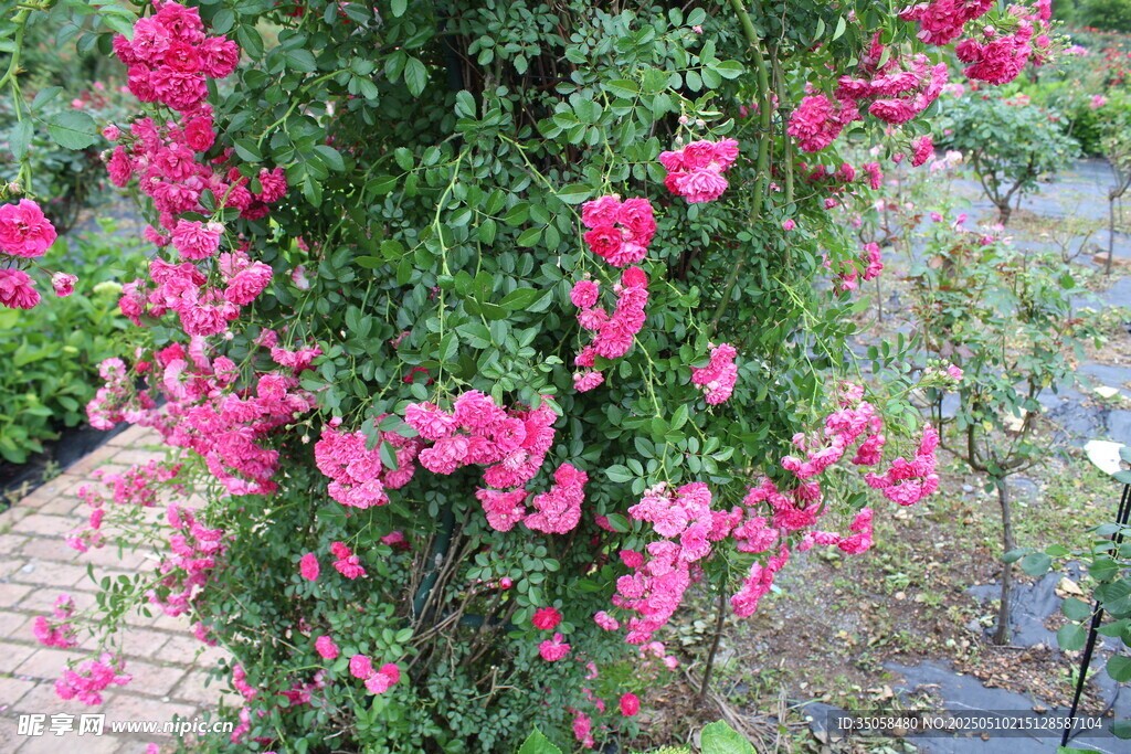蔷薇花