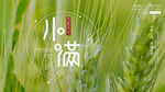小满时节麦穗初熟景象