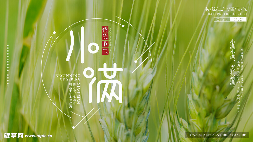 小满时节麦穗初熟景象