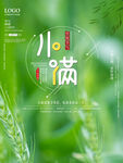 小满时节麦穗初长成