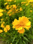 黄色小花