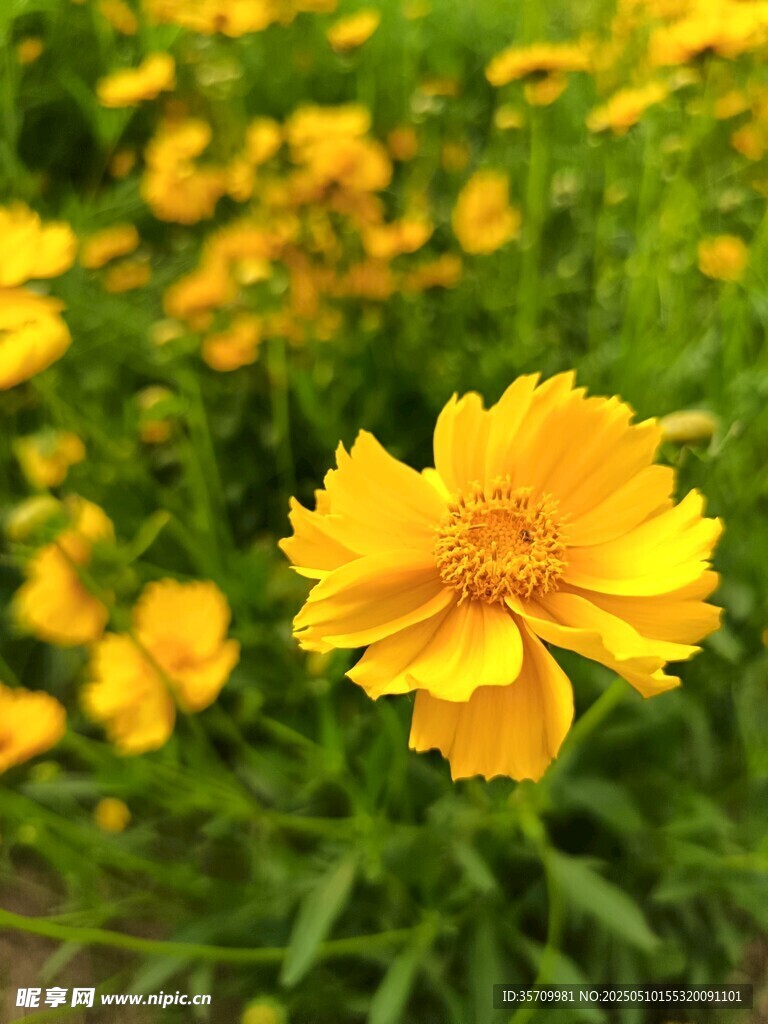 黄色小花