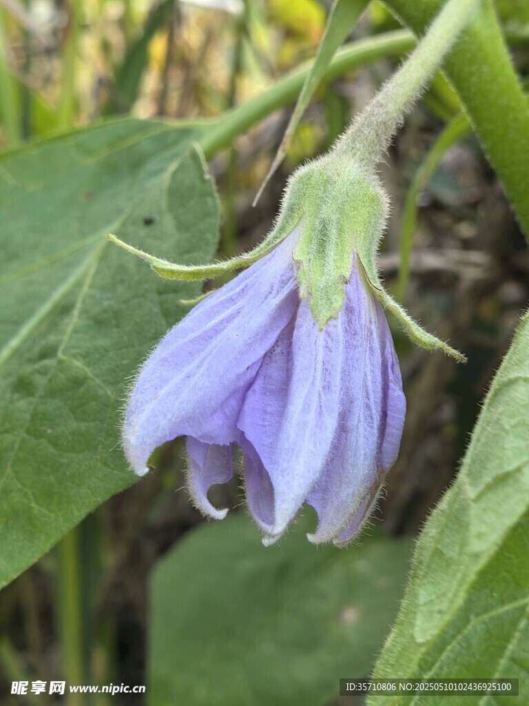 紫色茄子花特写