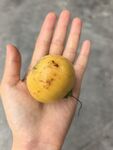手掌中圆润的木葡萄果实