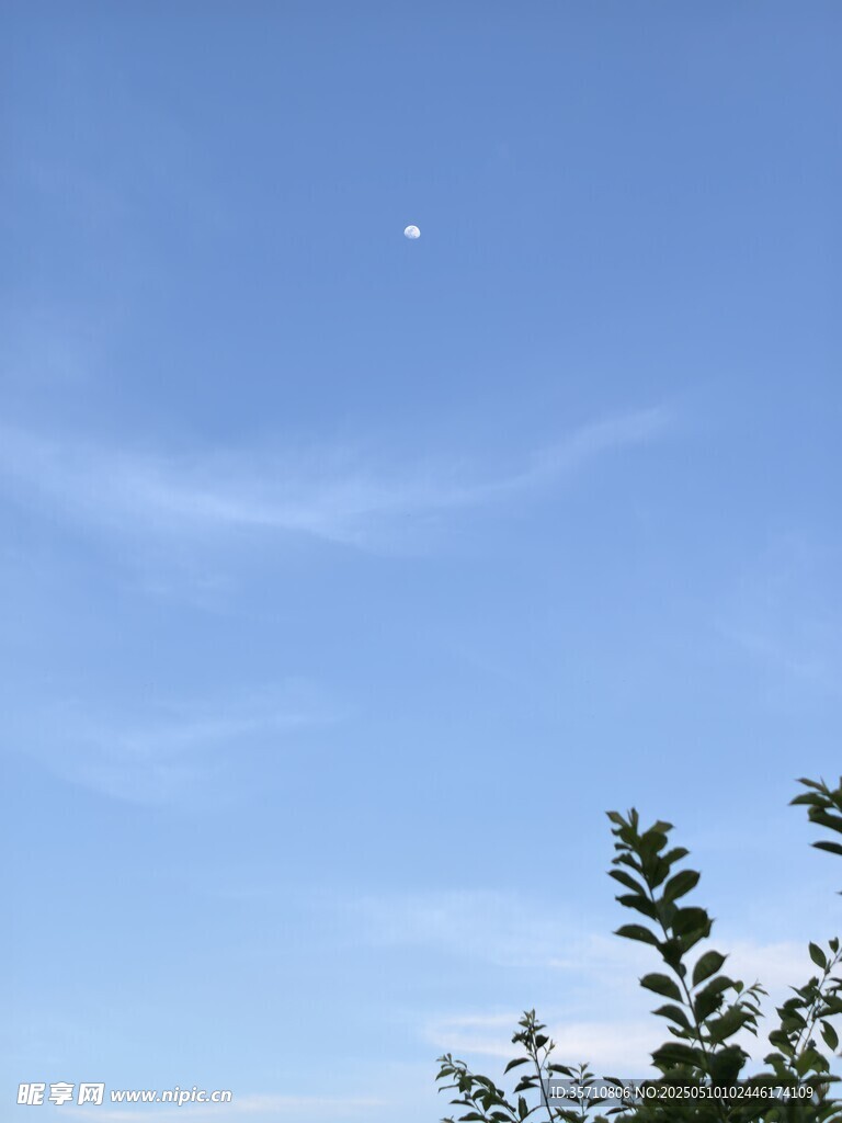 蓝天绿植间的澄澈天空