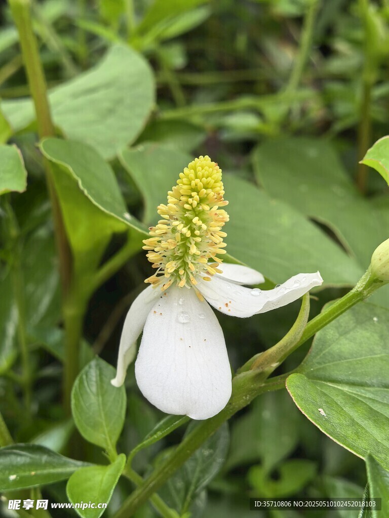 白色奇花绽放绿叶间