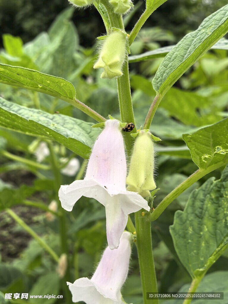 清新淡雅的芝麻花朵