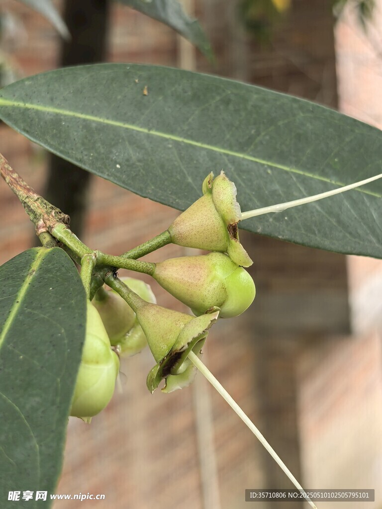 水蒲桃青果