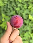 手捧新鲜紫李子